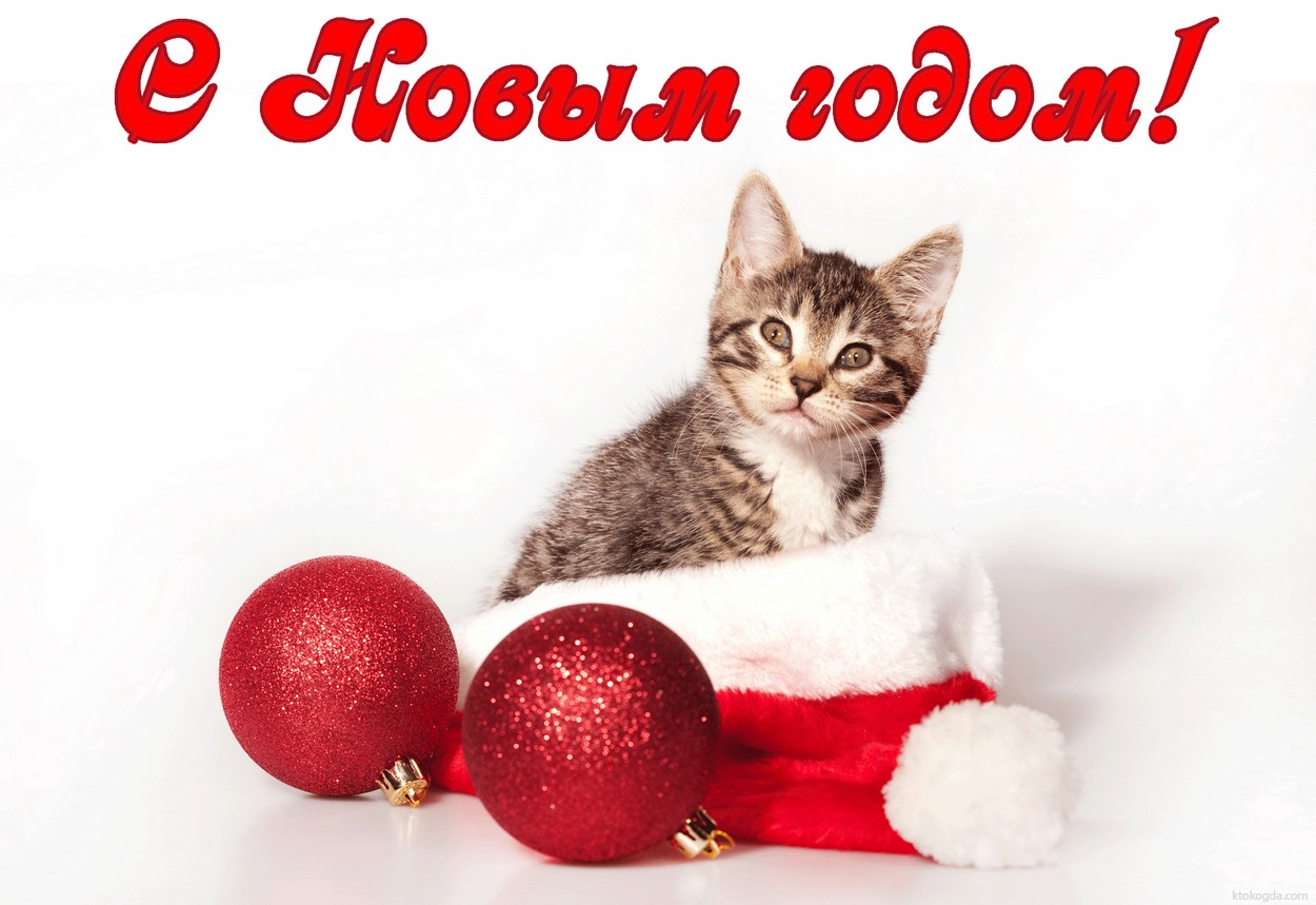 Открытка с Новым годом, животные, кот в новогодней шапке Деда Мороза-Санта Клауса и елочные игрушки