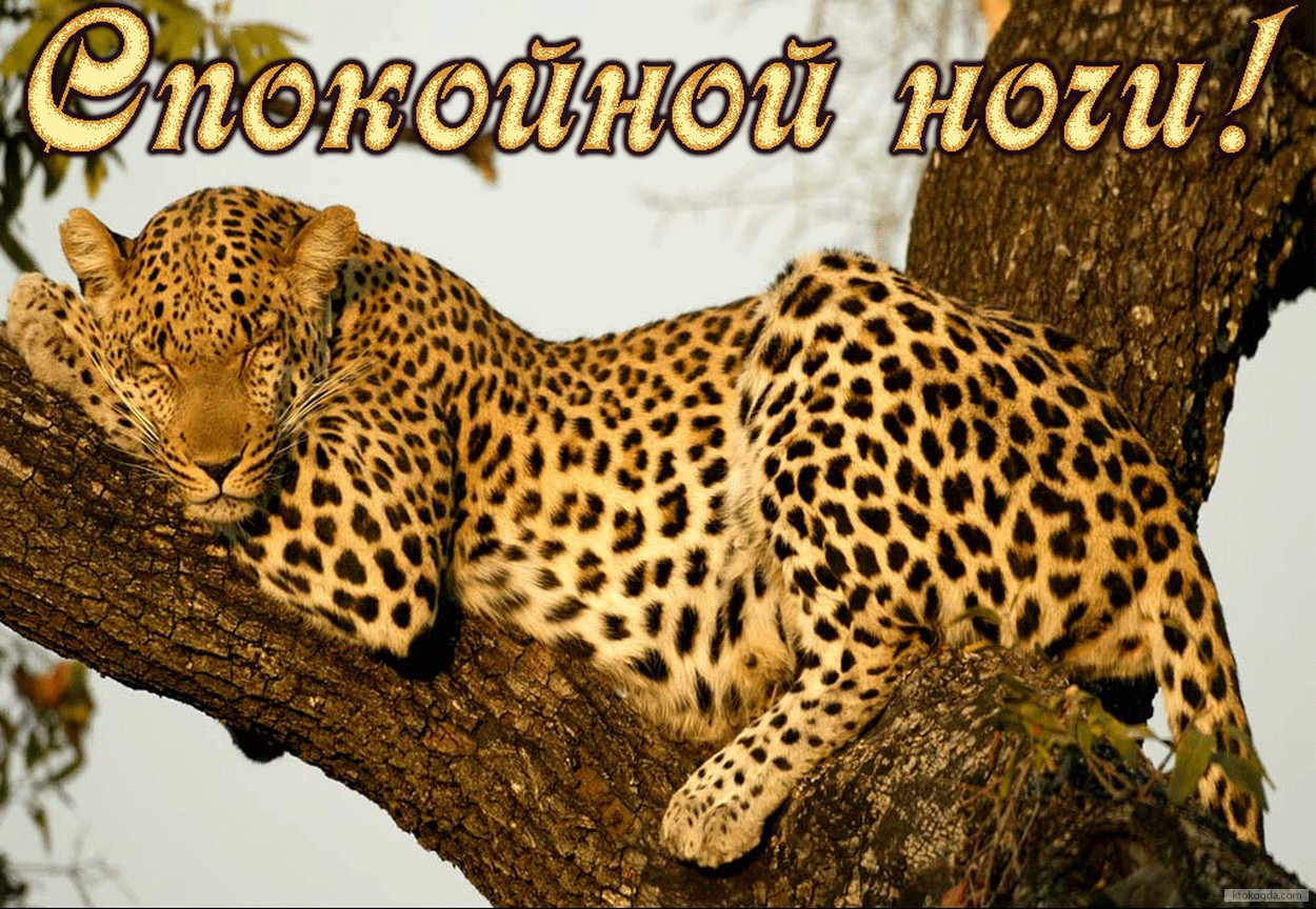 Открытка спокойной ночи, животные, спящий гепард
