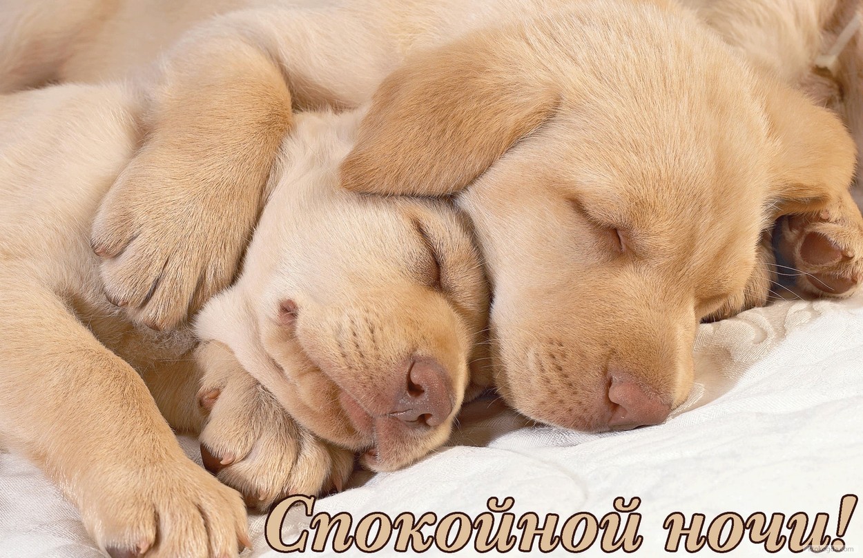 Открытка спокойной ночи, животные, щенки