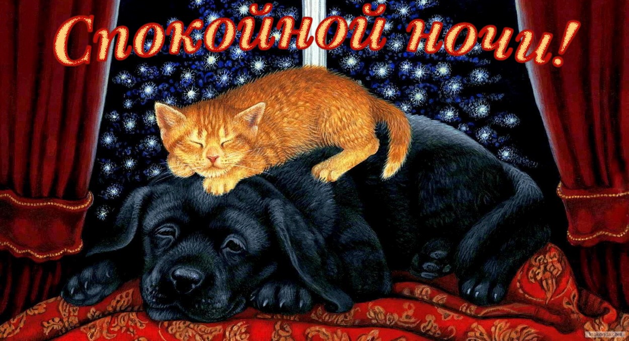 Открытка спокойной ночи, животные, собака и кот