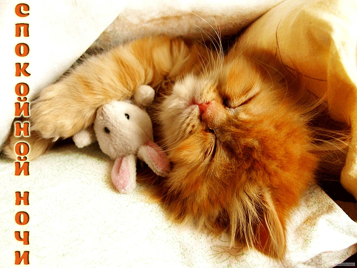 Открытка спокойной ночи, животные, котенок