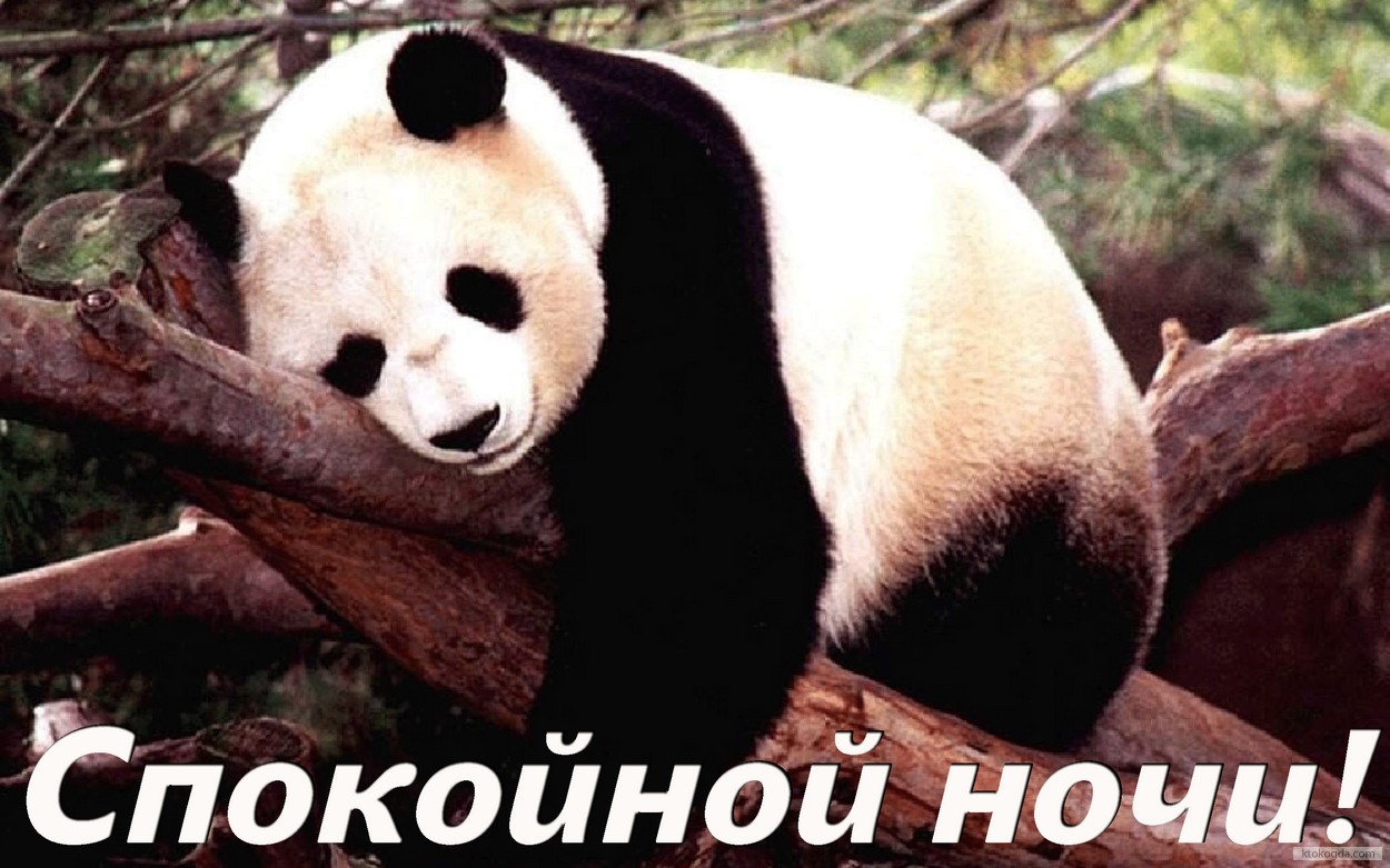 Открытка спокойной ночи, животные, коала