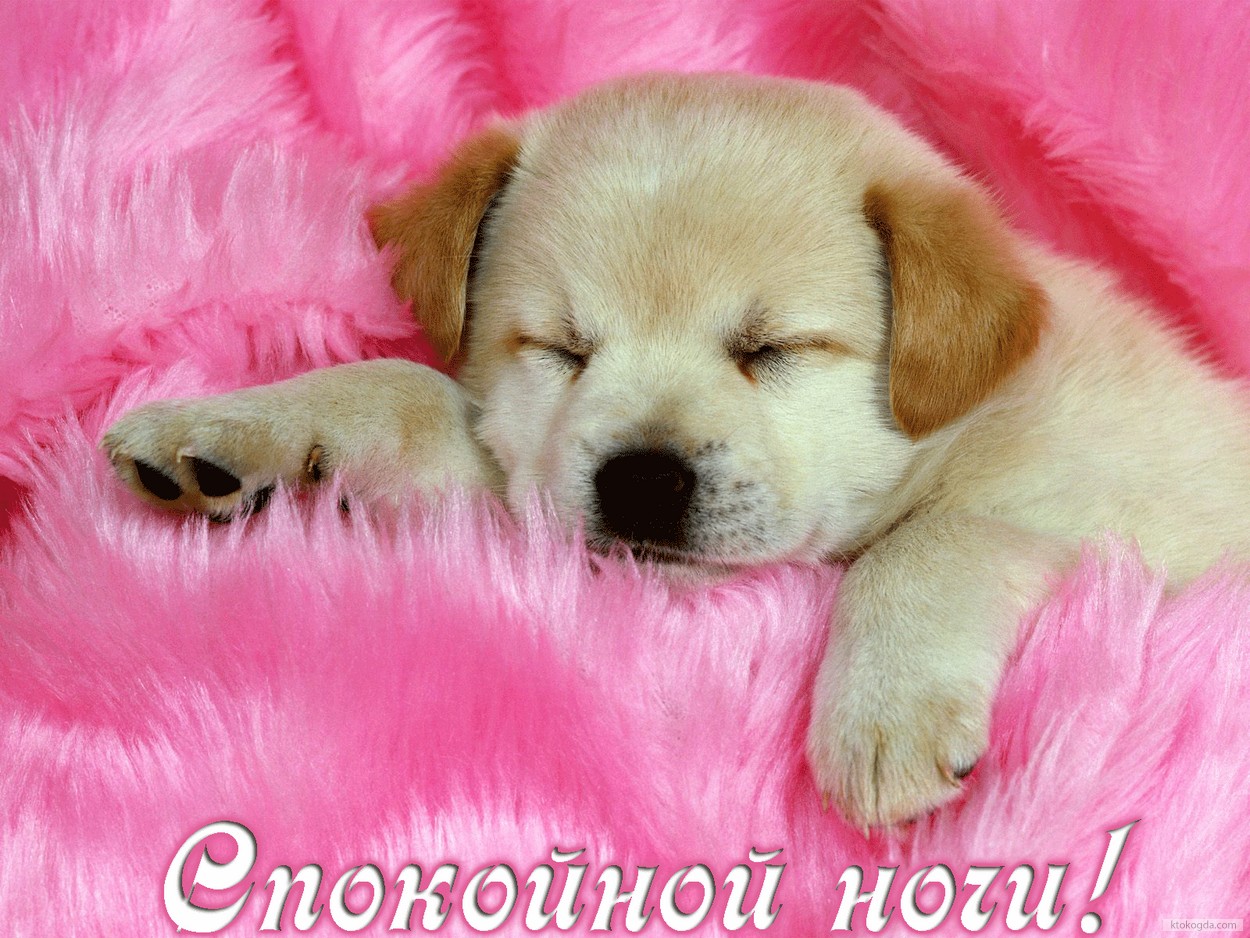 Открытка спокойной ночи, животные, щенок