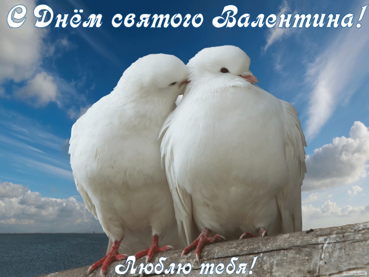 Открытка с Днем Святого Валентина, голуби