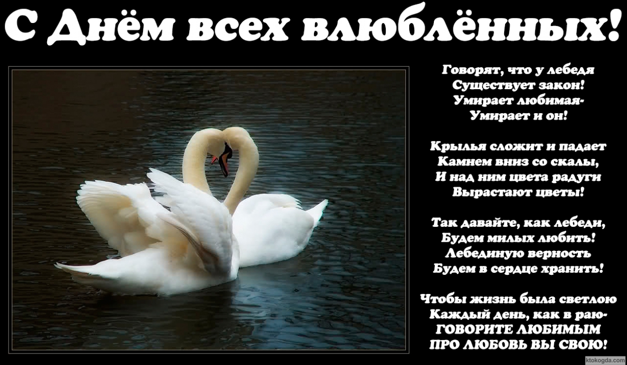 Открытка с Днем влюбленных с стихотворением, лебеди, Говорят, что у лебедя существует закон! Умирает любимая - Умирает и он! Крылья сложит и падает Камнем вниз со скалы, И над ним цвета радуги Вырастают цветы! Так давайте, как лебеди, Будем милых любить! 