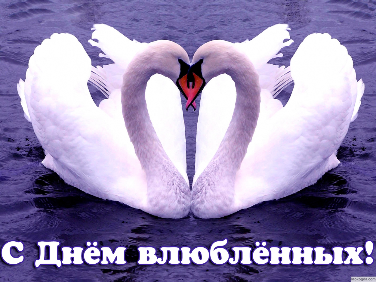 Открытка с Днем влюбленных, лебеди