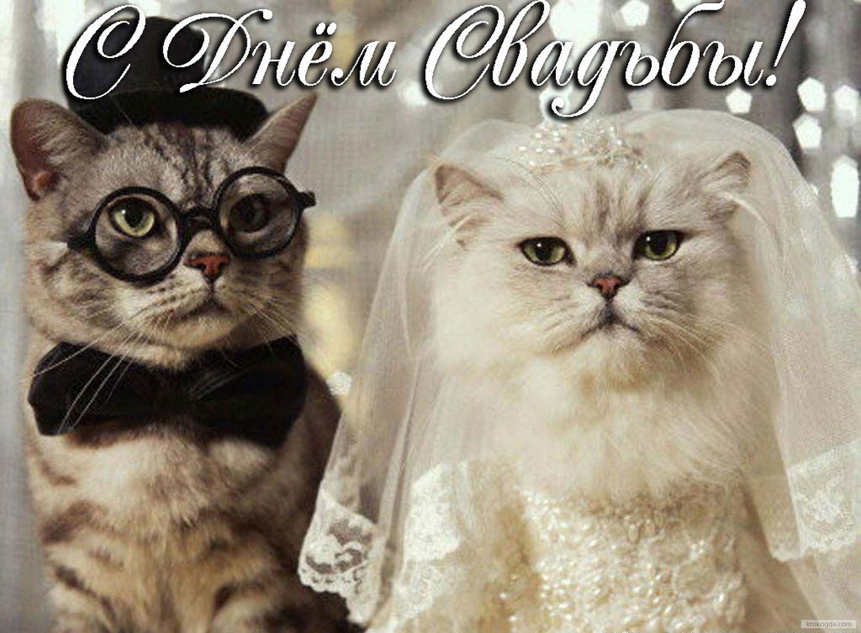 Открытка с Днем свадьбы, коты, невеста и жених