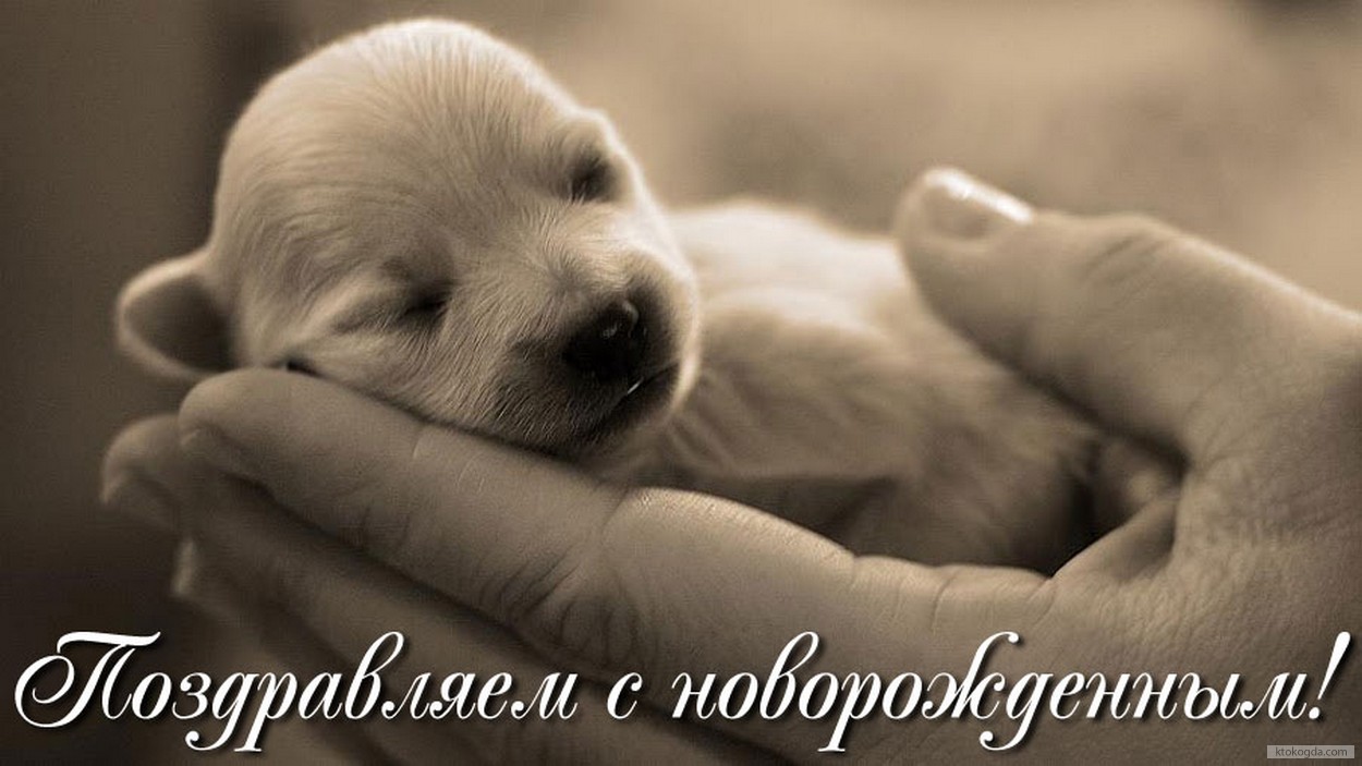 Открытка поздравляем с новорожденным