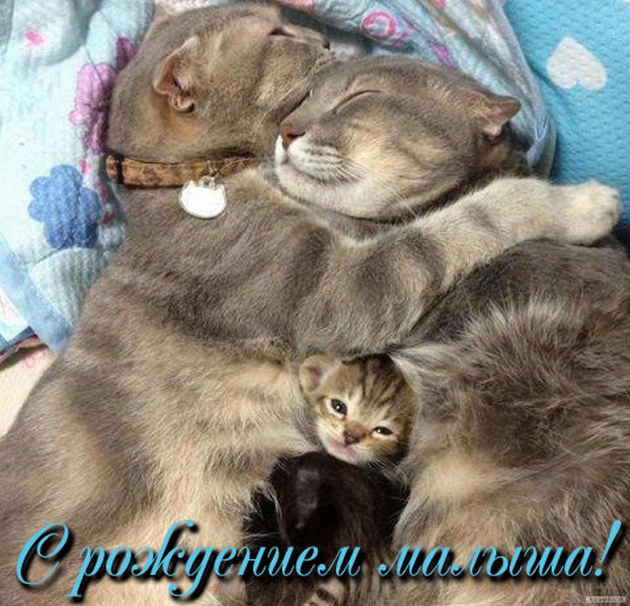 Открытка с рождением малыша, коты