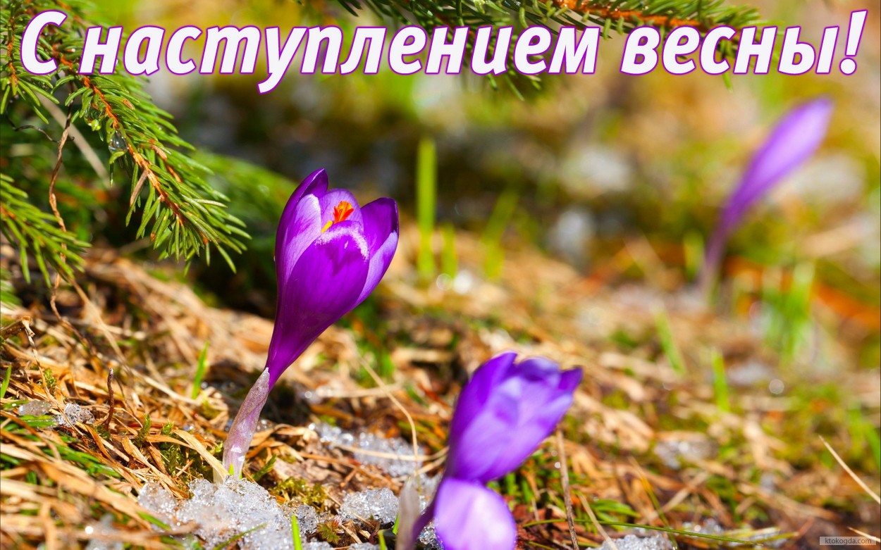 Открытка с наступлением весны, подснежники