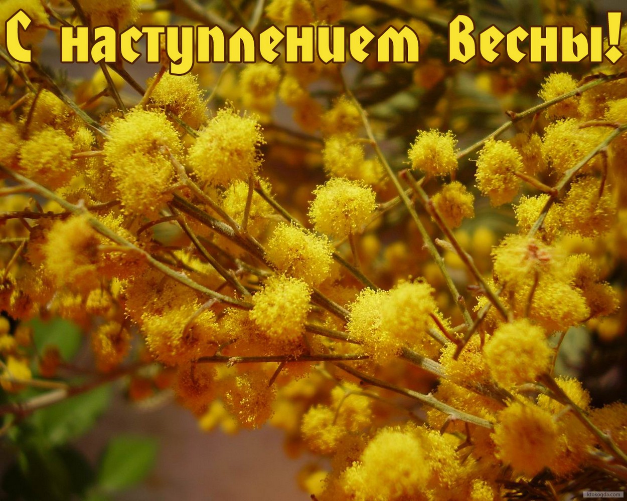 Открытка с наступлением весны, мимоза