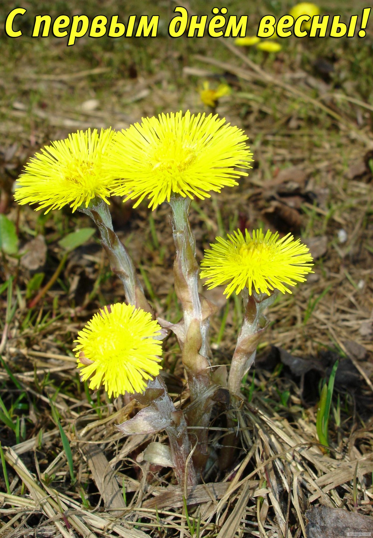 Открытка с первым днем весны, мать-и-мачеха