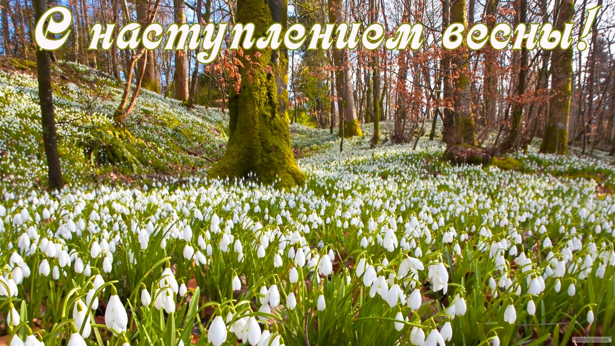 Открытка с наступлением весны, подснежники в лесу