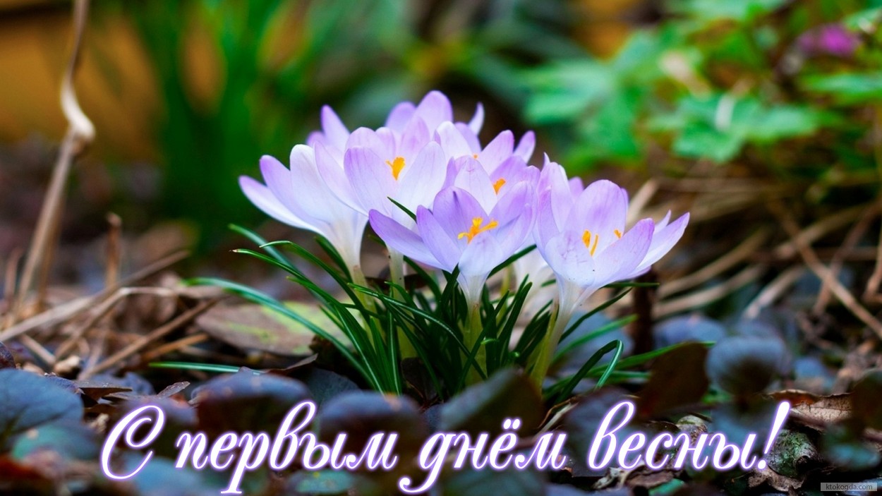 Открытка с первым днем весны, подснежники