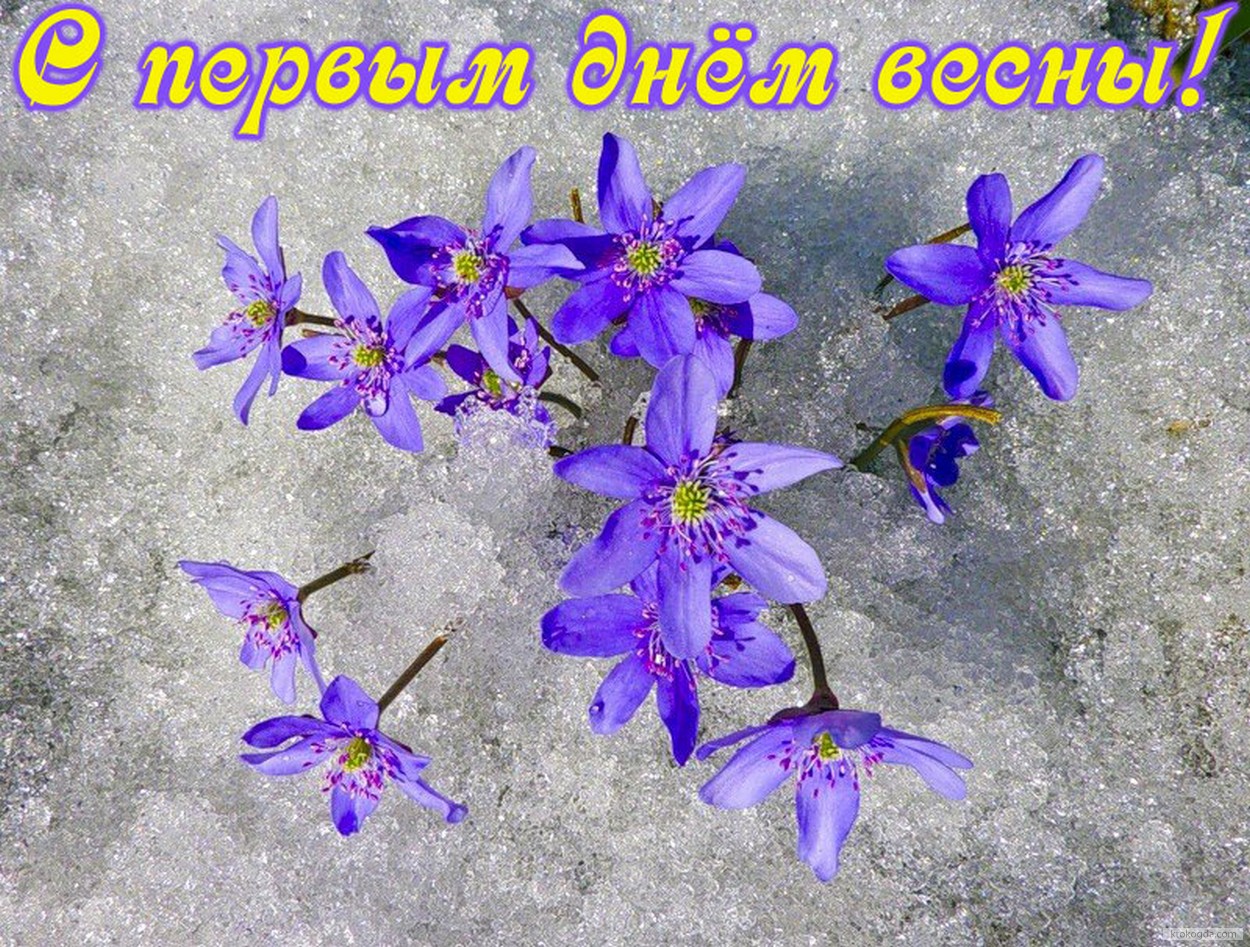 Открытка с первым днем весны, подснежники