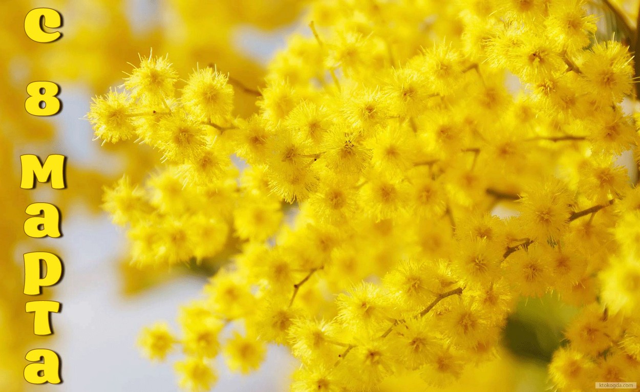 Открытка с 8 марта, мимоза