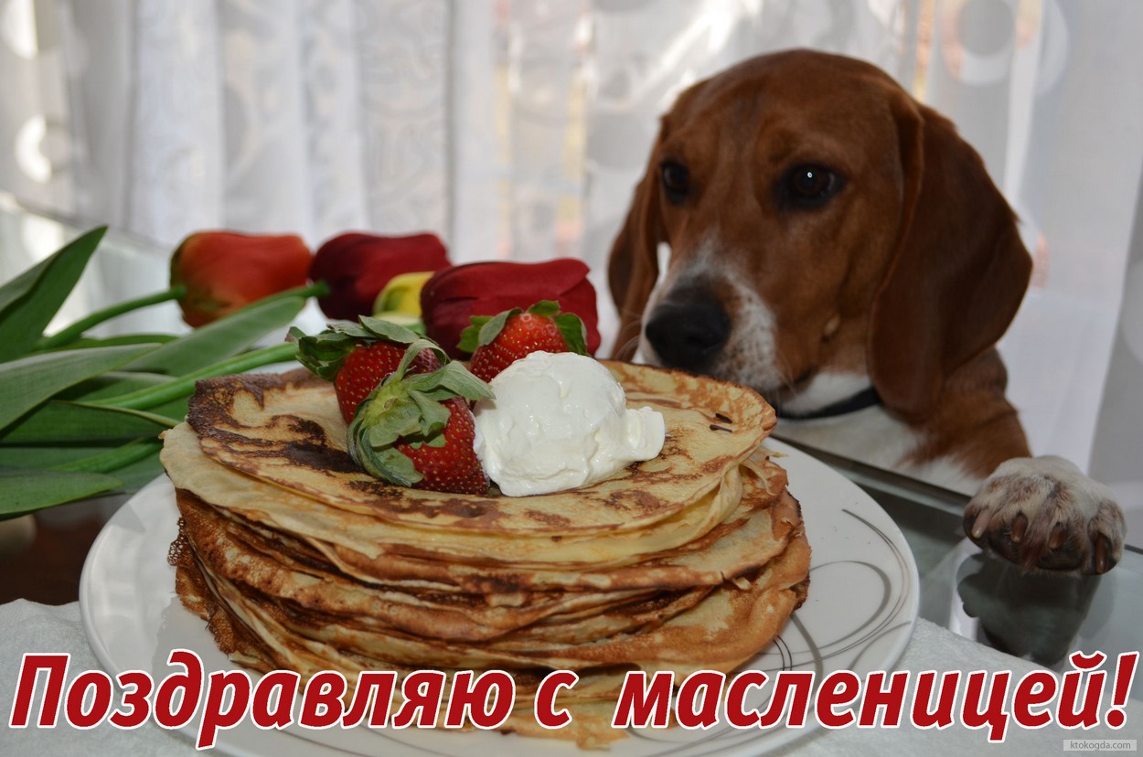 Открытка Поздравляю с масленицей, блины и собака
