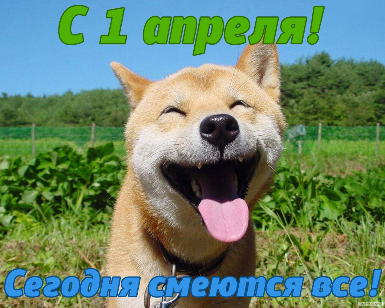 Открытка с 1 апреля, смеются все, улыбающаяся собака
