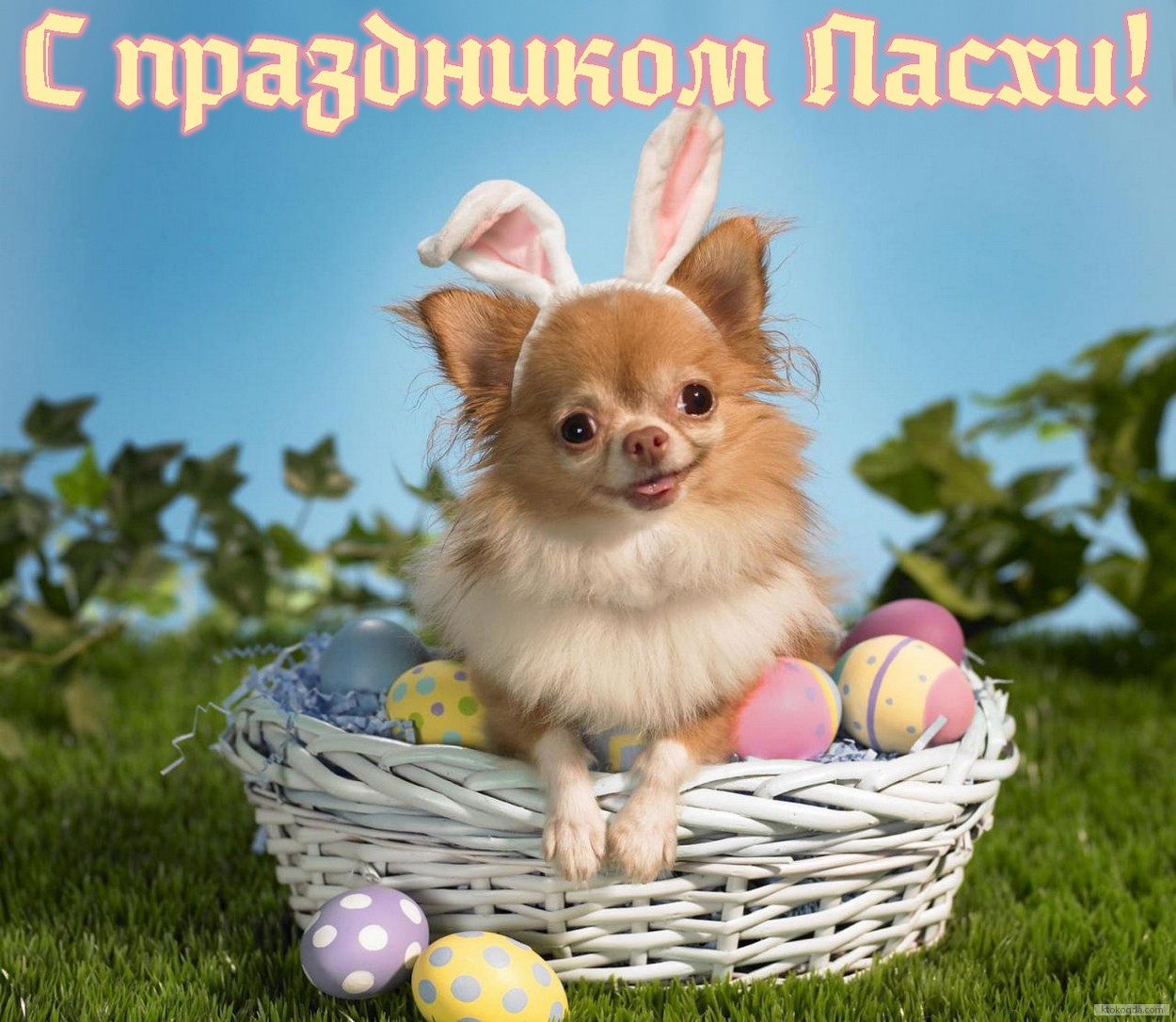 Открытка с праздником Пасхи, пасхальные яйца и собачка