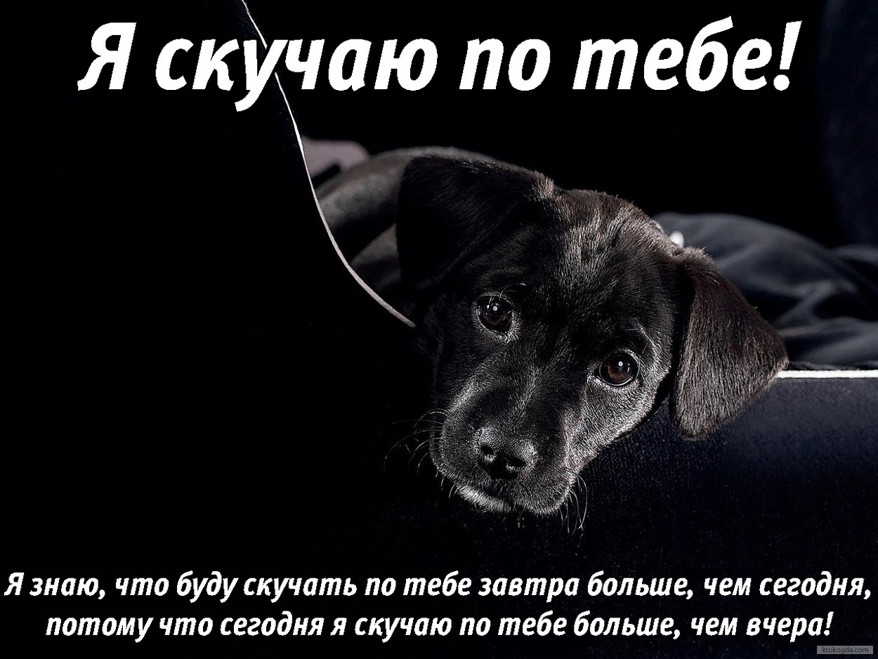 Открытка я скучаю по тебе, животные, щенок, стих