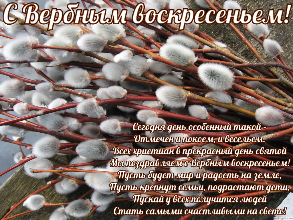 Открытка с Вербным воскресеньем с стихотворением-поздравлением, Сегодня день особенный такой –  Отмечен и покоем, и весельем. Всех христиан в прекрасный день святой Мы поздравляем с вербным воскресеньем!