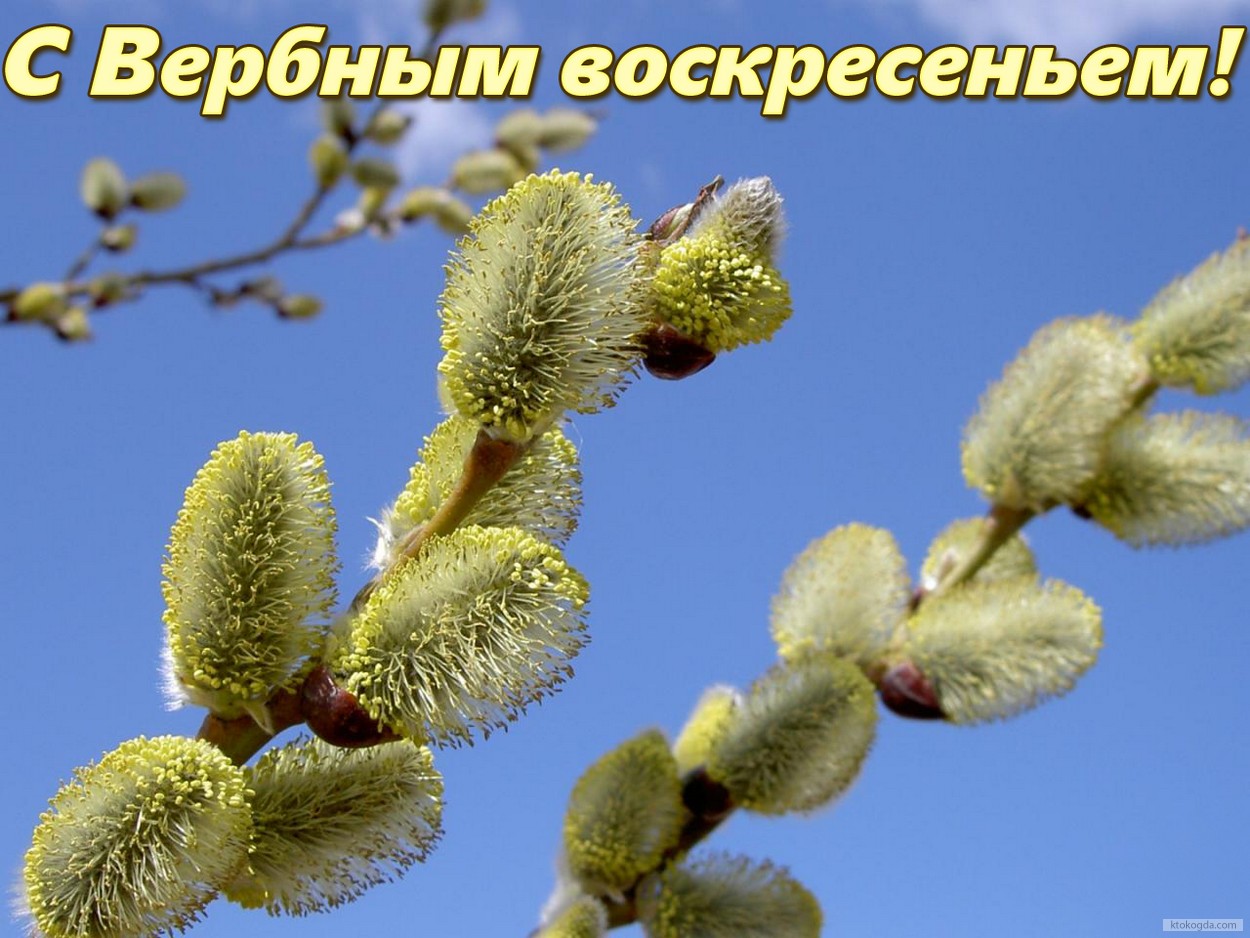 Открытка с Вербным воскресеньем