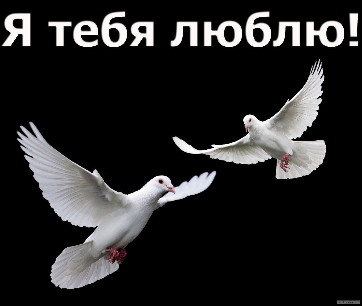 Открытка я тебя люблю, голуби