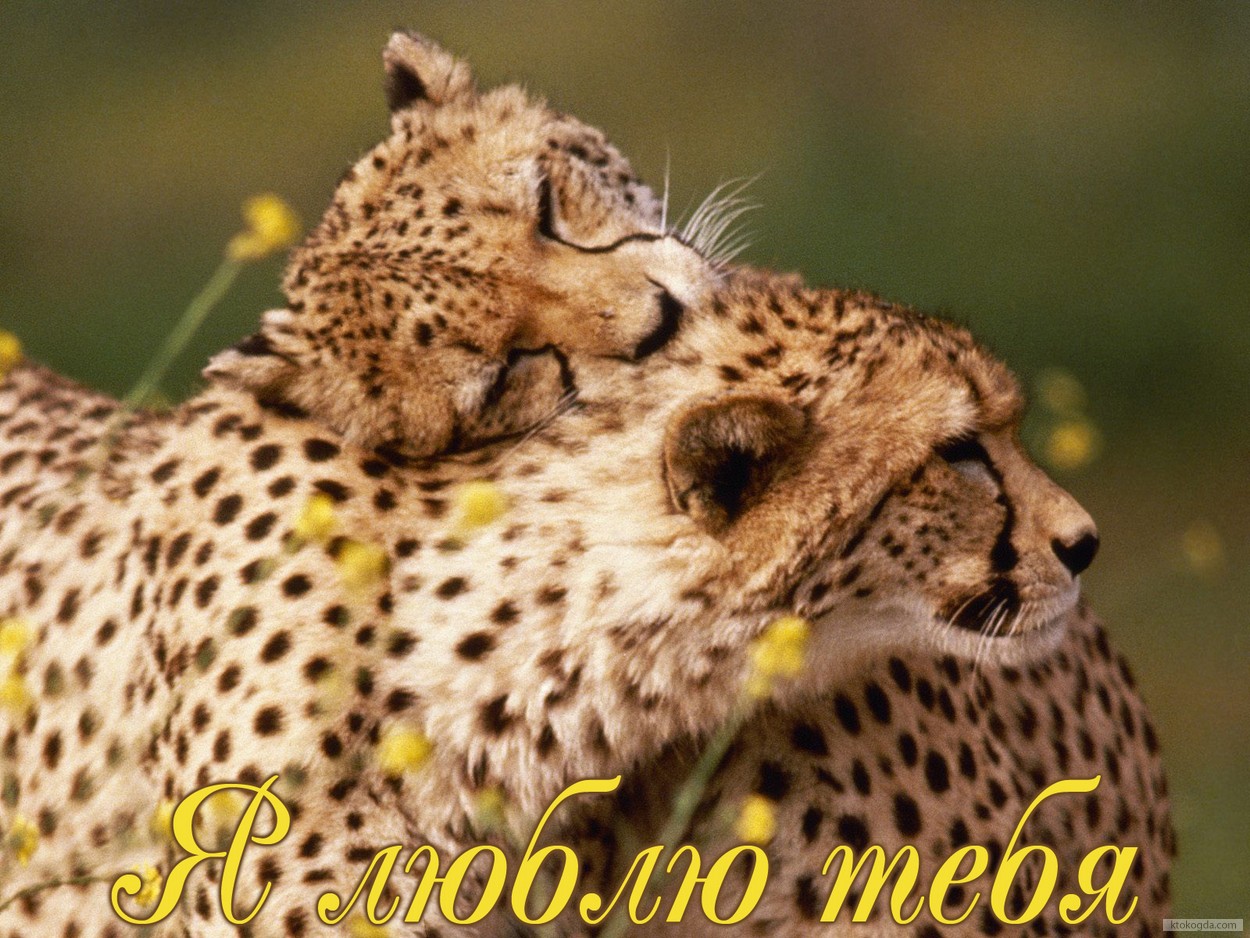 Открытка я люблю тебя, пара леопардов