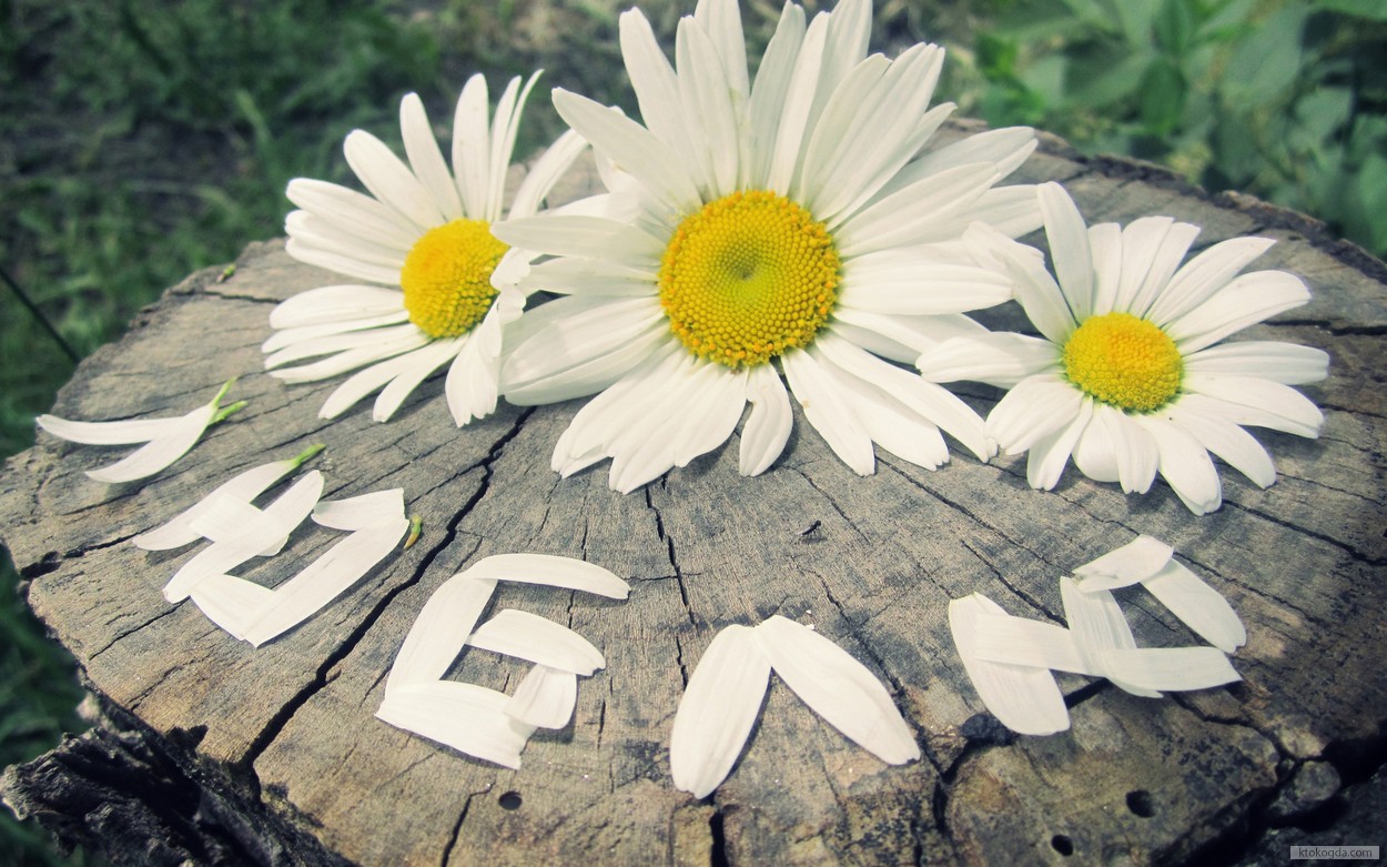 Открытка люблю, ромашки