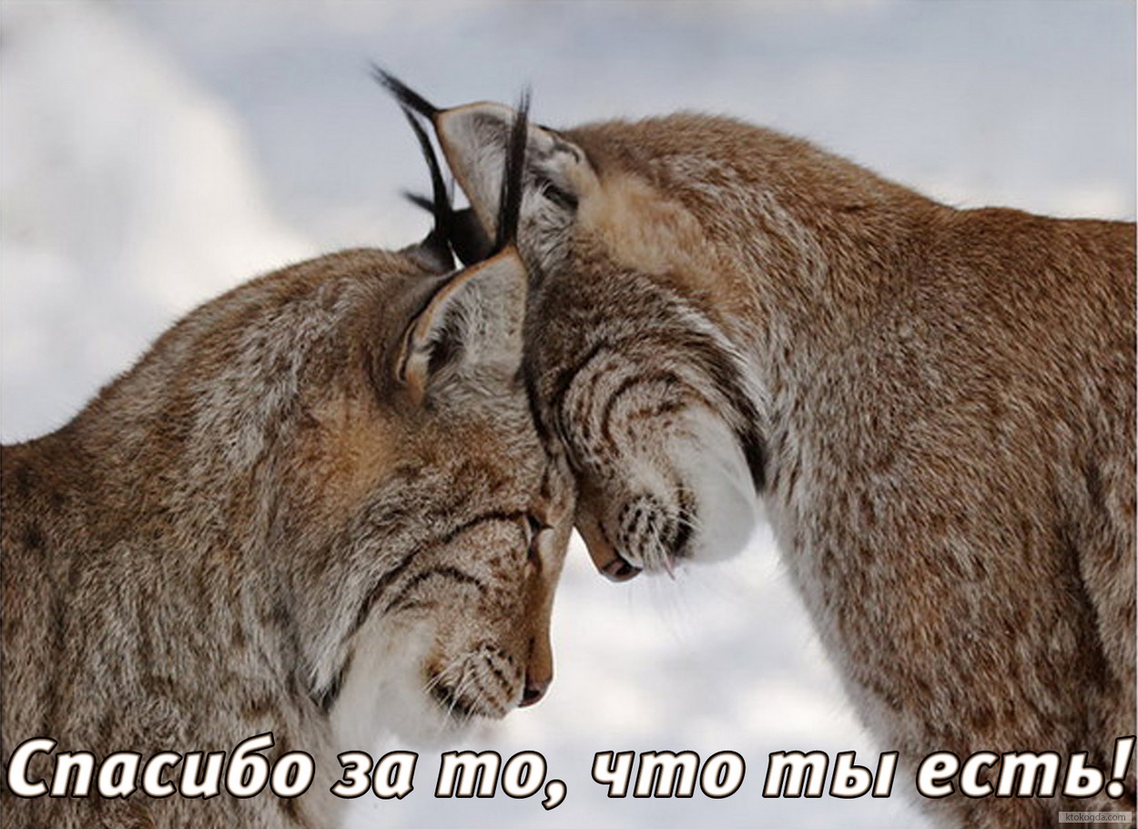 Открытка спасибо за то, что ты есть