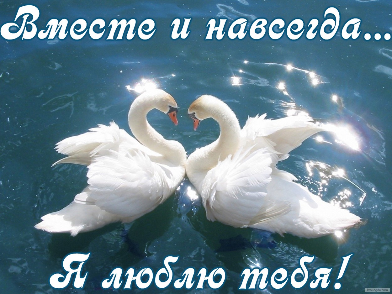 Открытка я люблю тебя, вместе и навсегда, лебеди