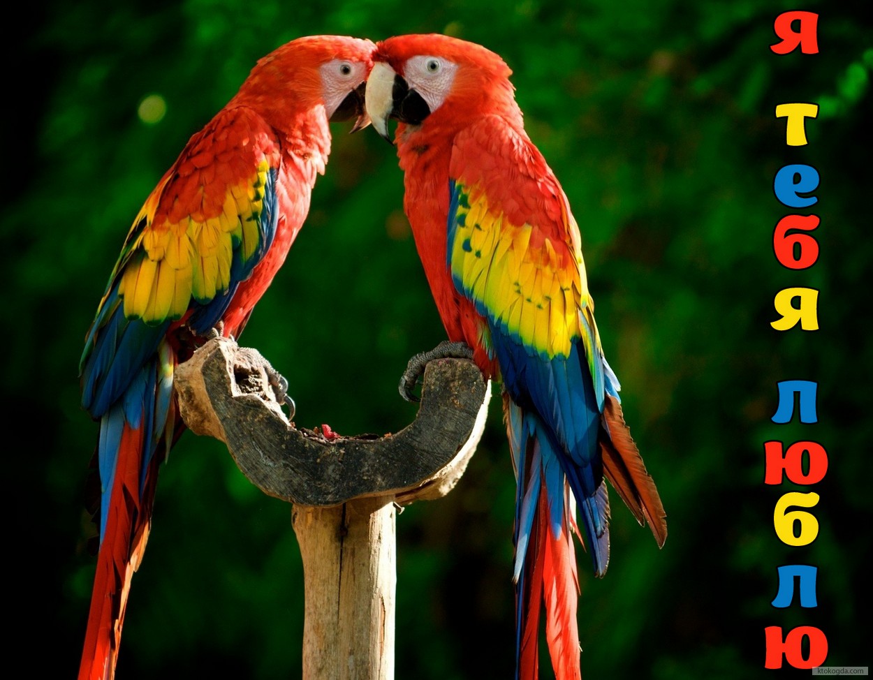 Открытка я люблю тебя, пара попугаев