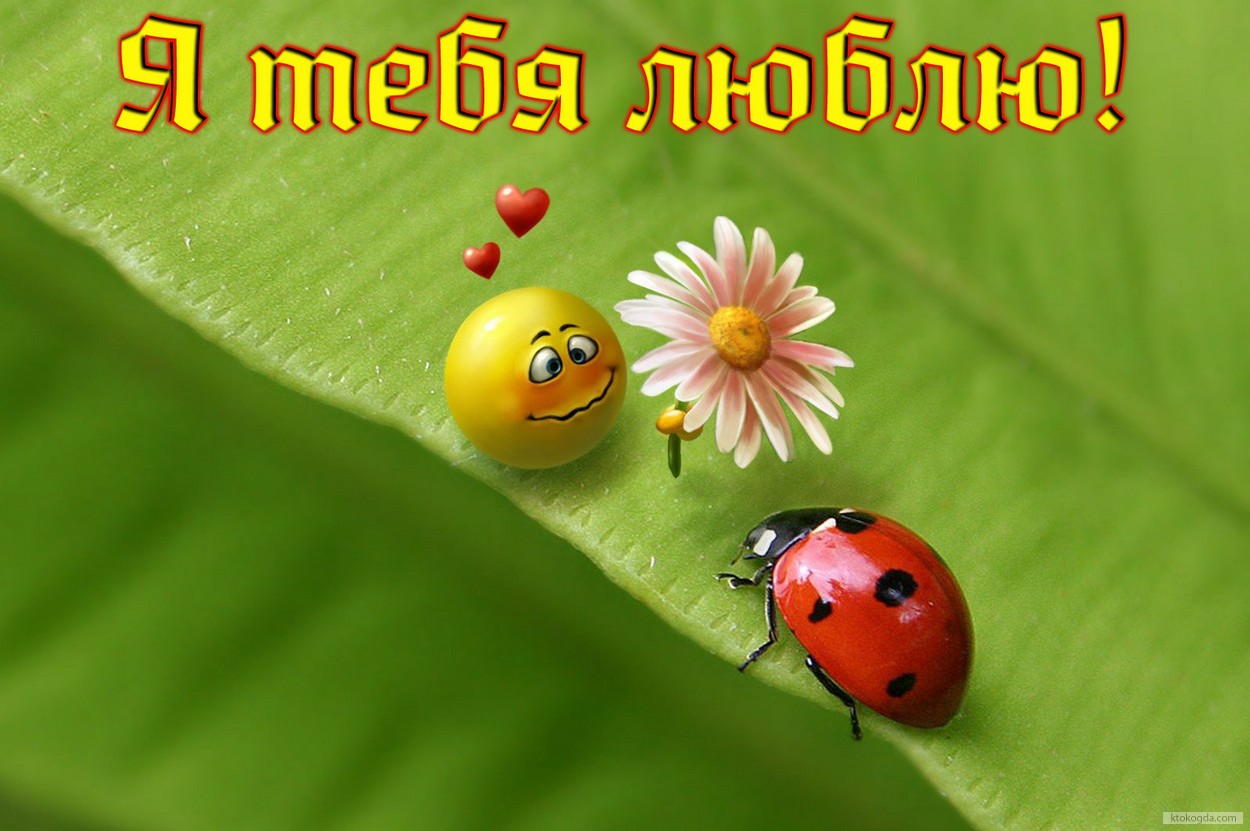 Открытка я люблю тебя прикольная