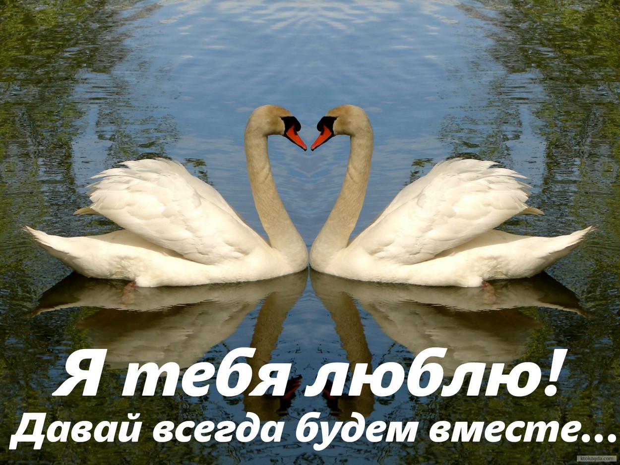 Открытка я тебя люблю, давай всегда будем вместе, лебеди
