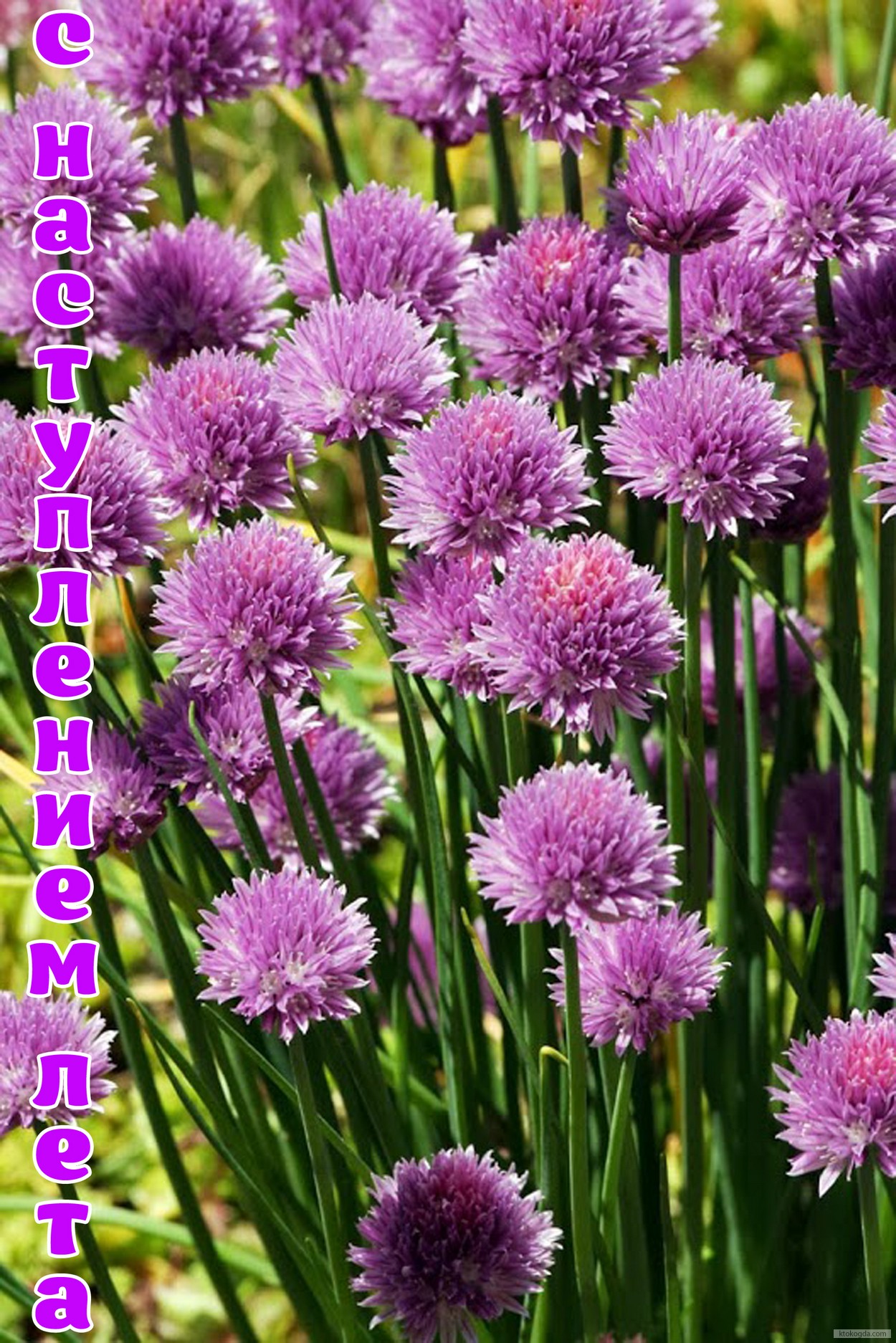 Открытка с наступлением лета, цветы, клевер