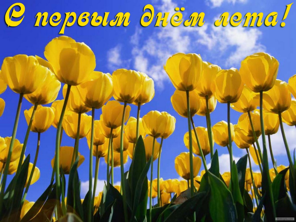 Открытка с первым днём лета, цветы, тюльпаны