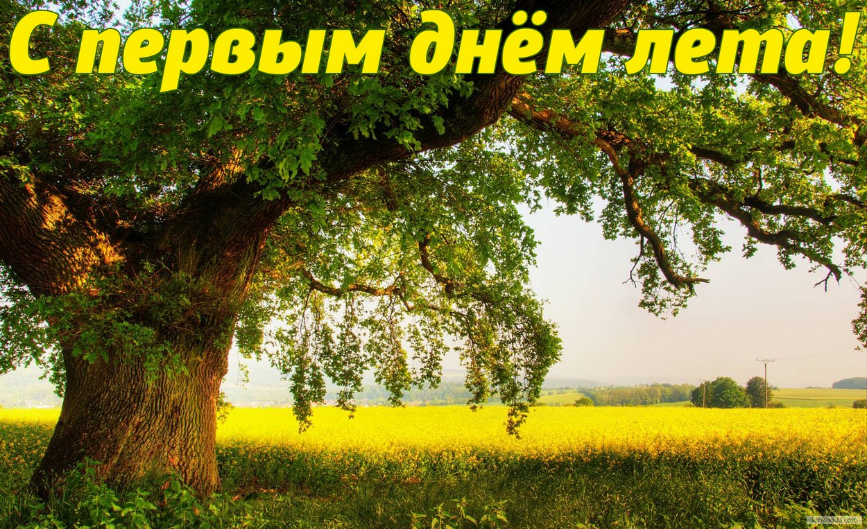 Открытка с первым днем лета, природа