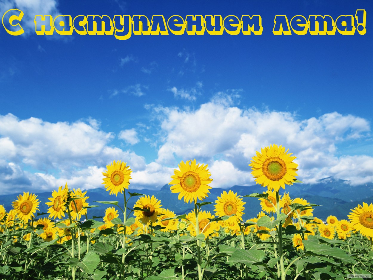 Открытка с наступлением лета, подсолнухи