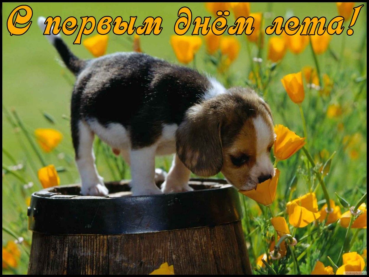 Открытка с первым днем лета, щенок и цветы