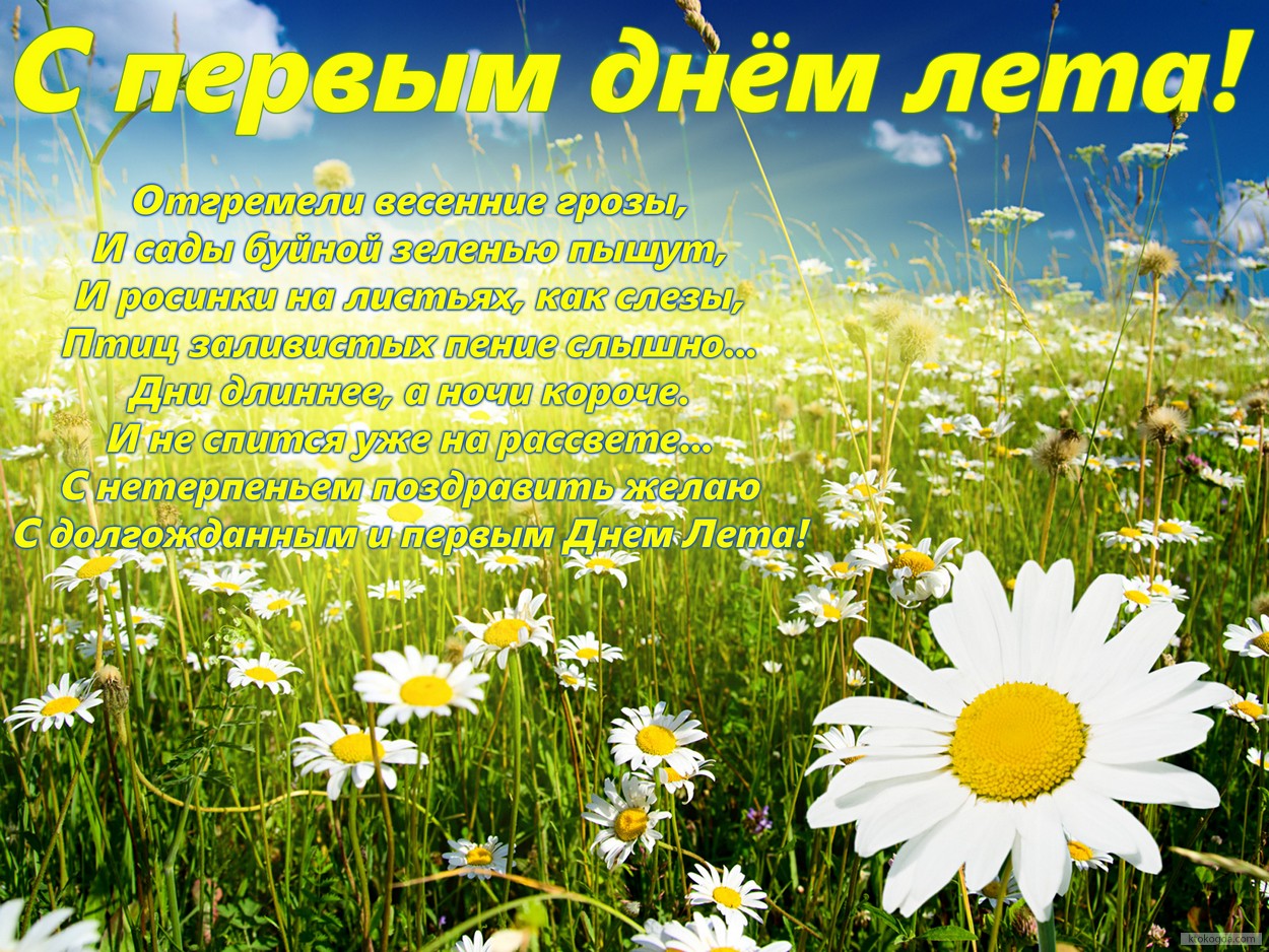Открытка с первым днем лета с пожеланием, ромашки