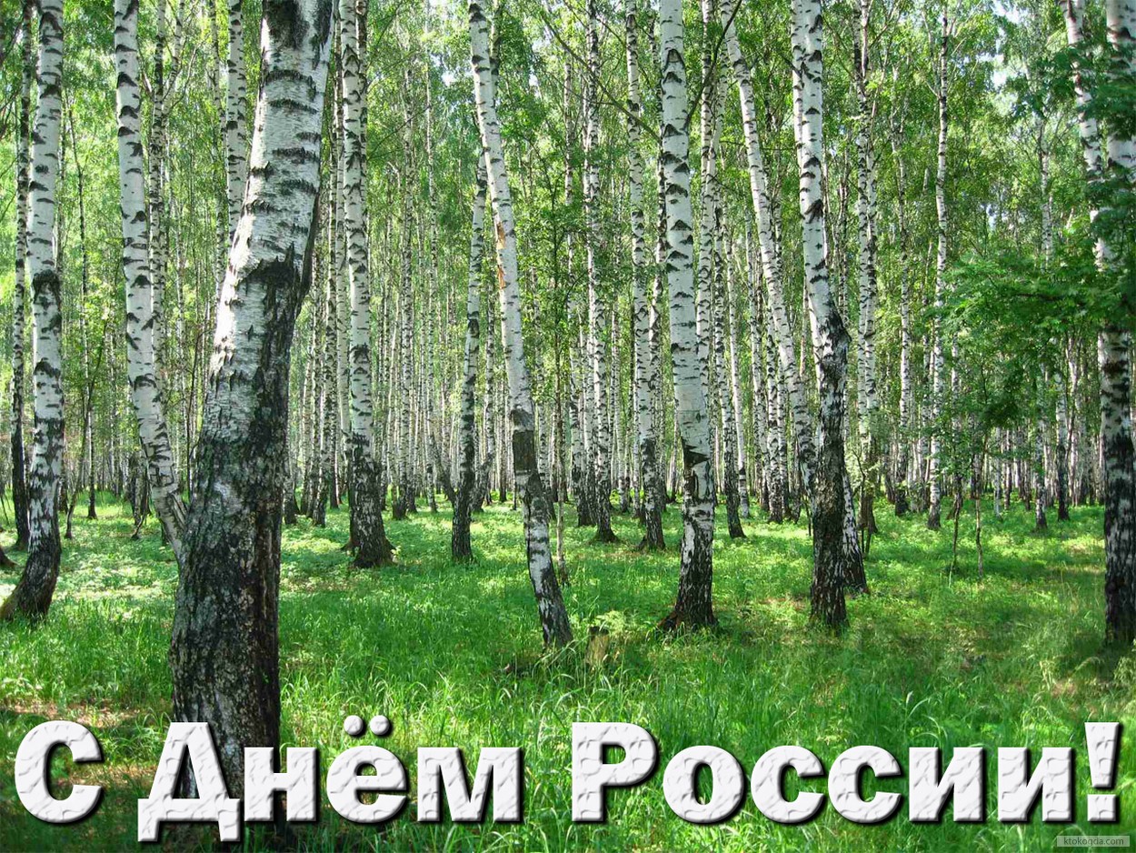 Открытка с Днем России, березовая роща