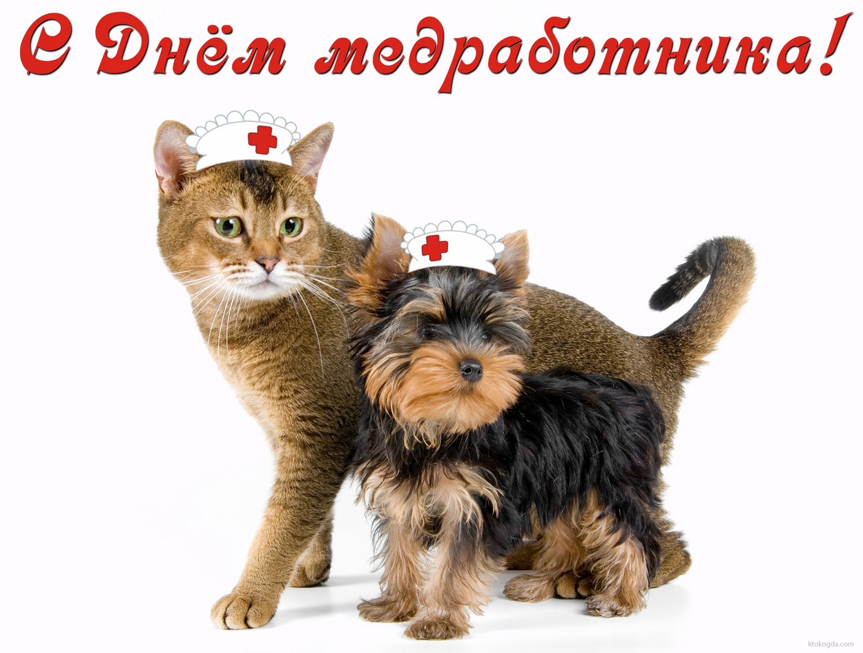 Открытка с Днем медработника, кот и собака
