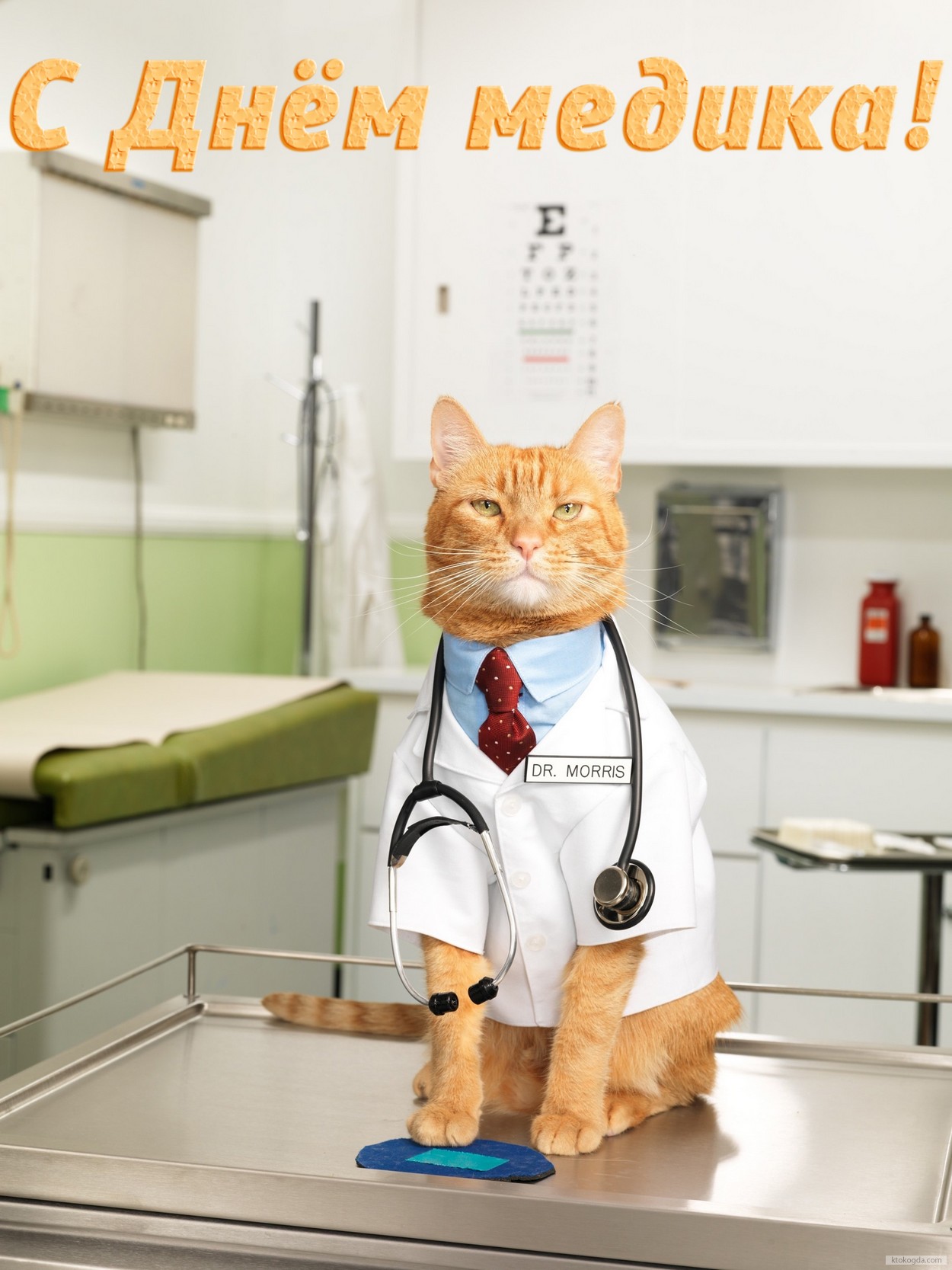 Открытка с Днем медика прикольная, кот