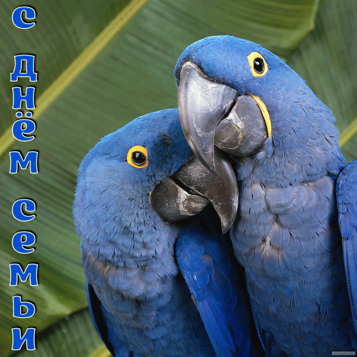Открытка с Днем семьи, попугаи