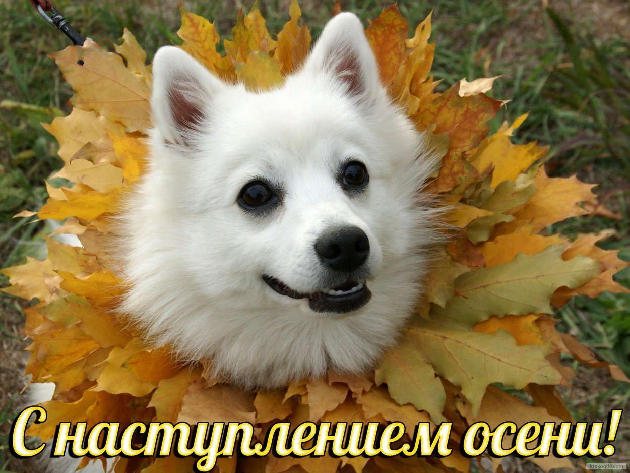 Открытка с наступлением осени, собака