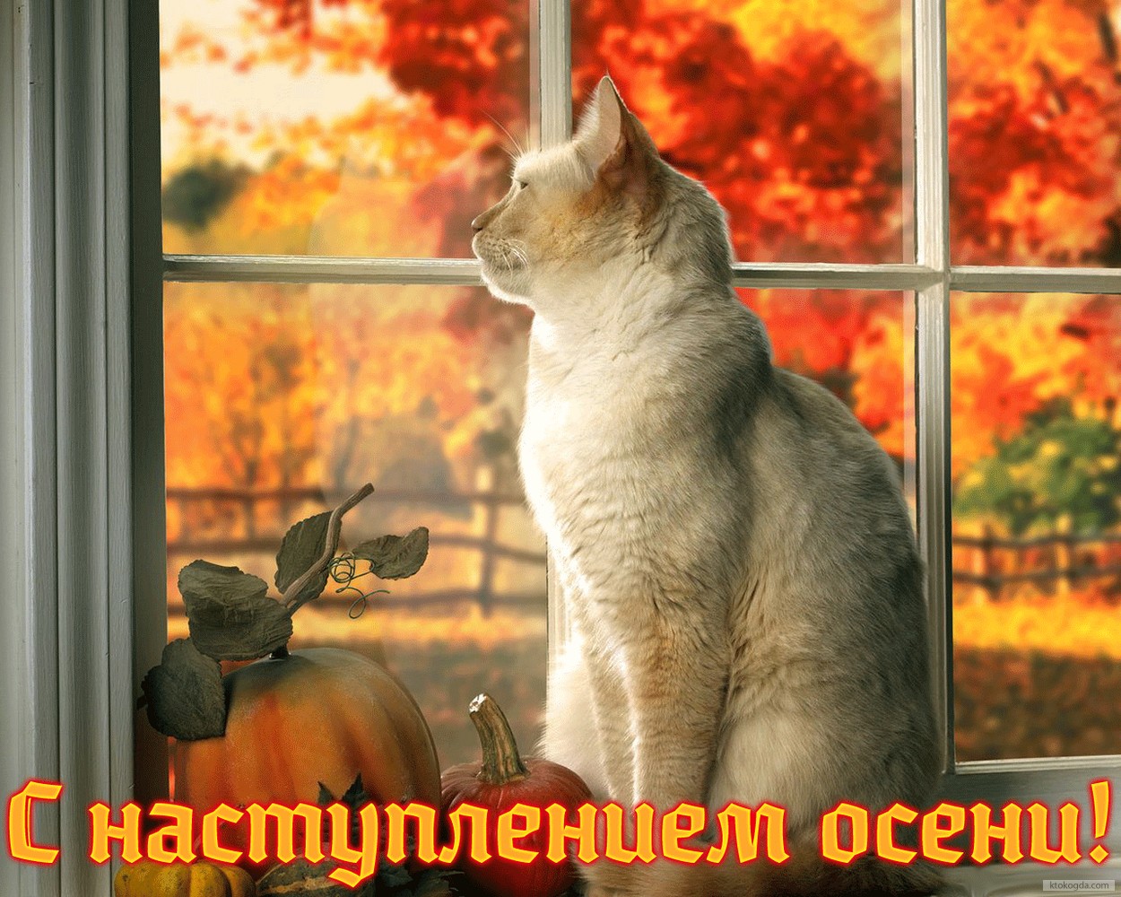 Открытка с наступлением осени, животные, кот