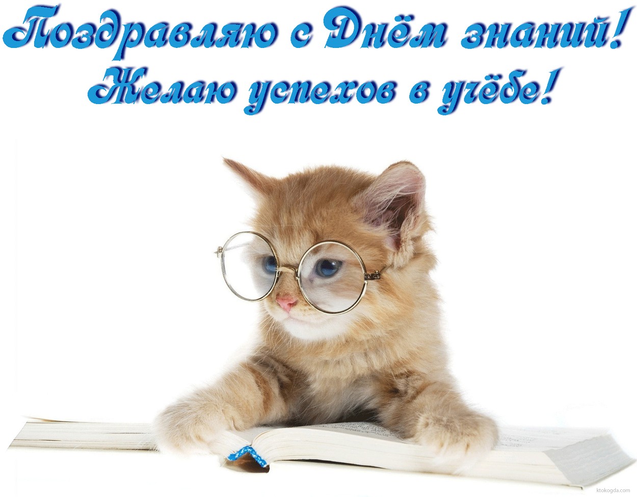 Открытка с Днем знаний, кот