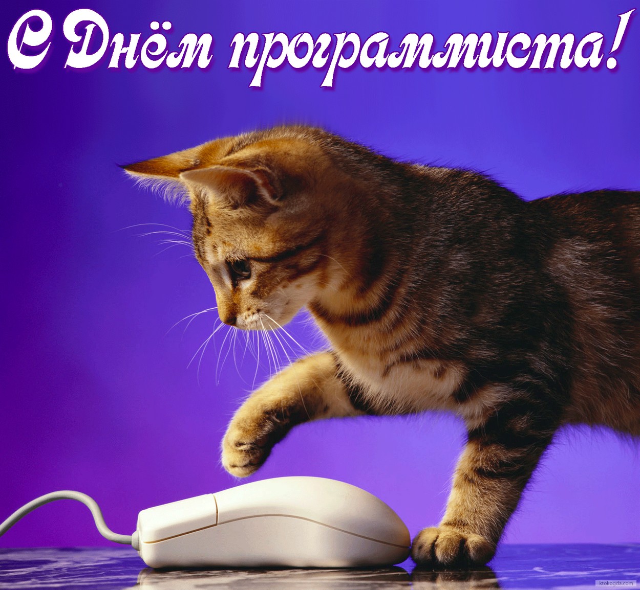 Открытка с Днем программиста, котенок
