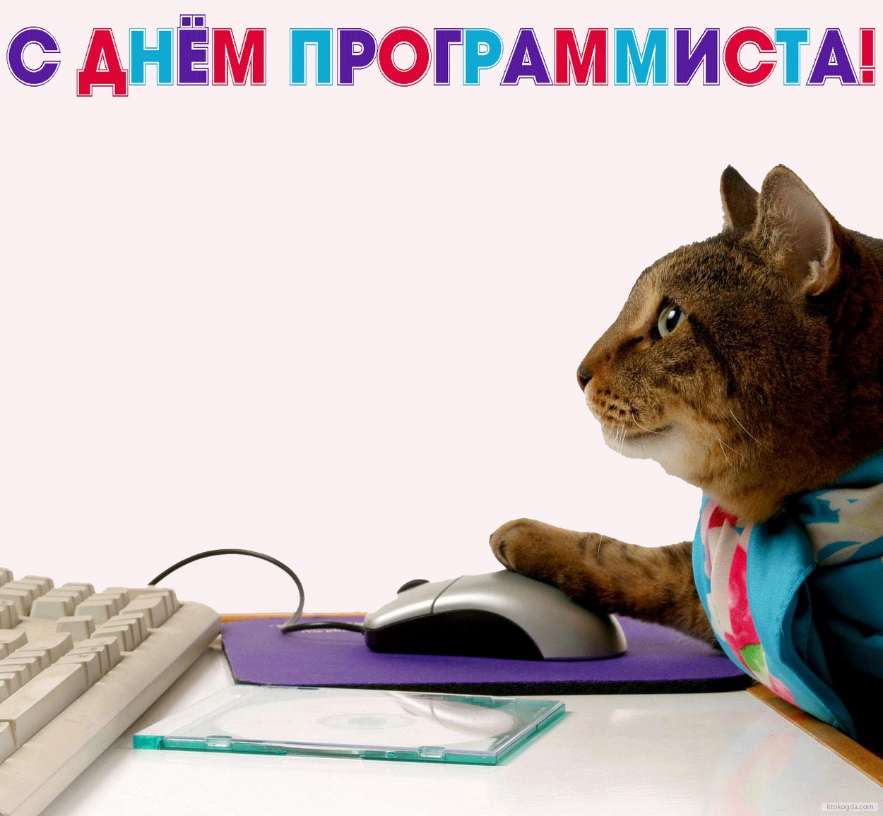 Открытка с Днем программиста прикольная, кот