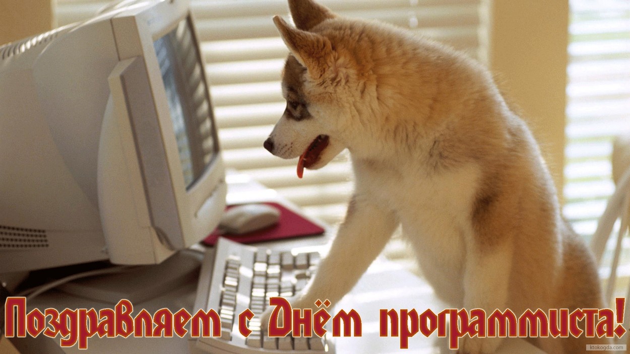Открытка с Днем программиста, собака